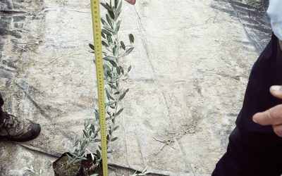 plantacion-olivo